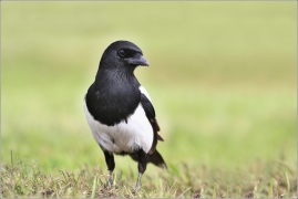 <p>STRAKA OBECNÁ (Pica pica) (Eurasian magpie - Elster/
</p>